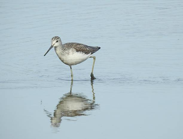 istock Close front side view of Greenshank facing left with one slightly raised leg with muddy foot 2243219637