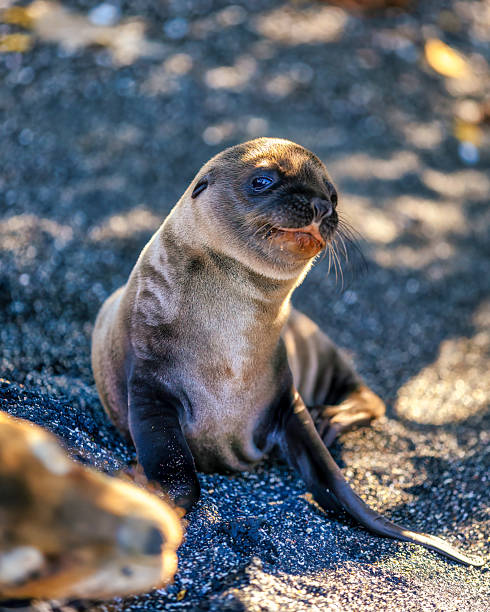 lone young Galapagos sea lion  near his mother
