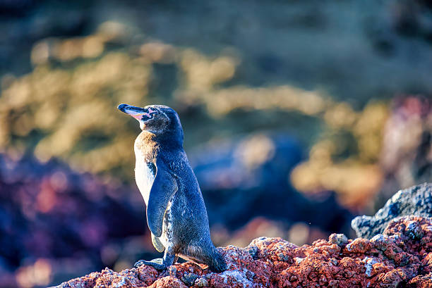 istock Galapagos Penguin on a rock 2243219857