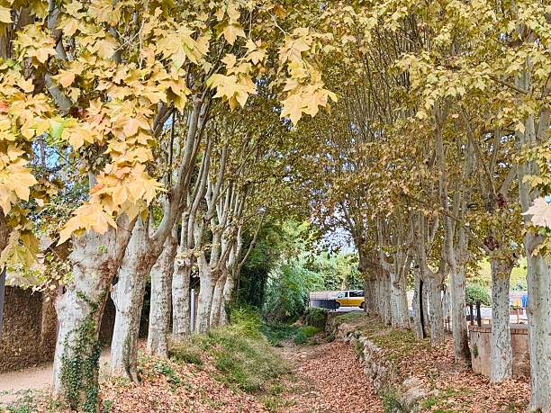 A scenic autumn view of large plane trees (Platanus × acerifolia) lining a path, with leaves falling and covering the ground. The image evokes a peaceful seasonal atmosphere, typical of European parks or urban walks, ideal for editorial, nature, seasonal, or landscape concepts.
