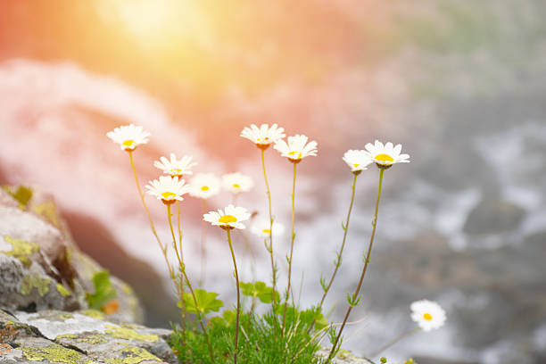 Daisy blooming on foggy rocks..