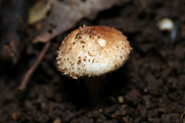istock Japanese Onitake (Lepiota aspera) mushroom with conspicuous warty scales on the cap (Outdoor field Fungus, Mycology closeup macro photograph) 2243222651