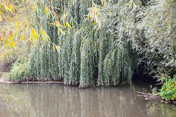 Large weeping willow tree, trails its leaves into the water of the stream it grows next too on an autumnal morning.