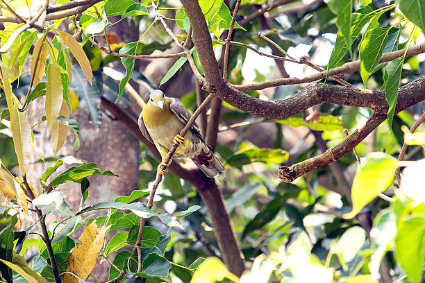 A calm Green pigeon sits on a sunlit tree branch, surrounded by dense green leaves. The bird’s pale neck stands out, creating a peaceful wildlife moment ideal for nature and birding collections.