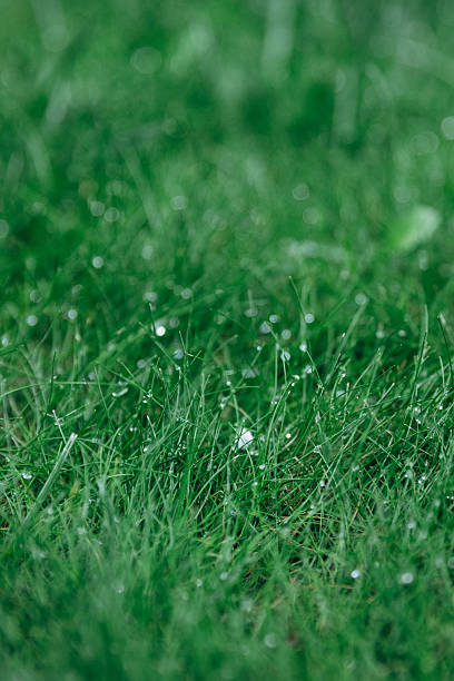 istock Dewdrops on green grass during rain, shot in close-up. 2243223353