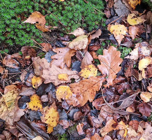 istock Fallen leaves on the ground in the forest. Autumn background. 2243224546