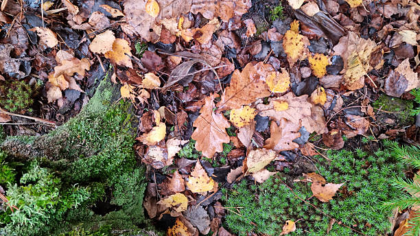 istock Fallen leaves on the ground in the forest. Autumn background. 2243224598