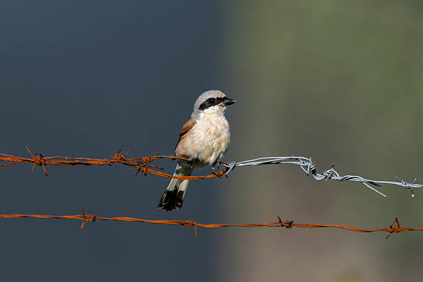 istock A male ded-backed shrike sitting on barbed wire 2243224651