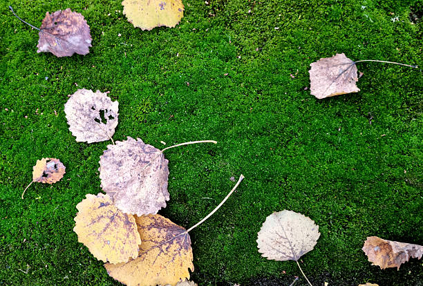 Fallen autumn leaves on the ground with moss and lichen.
