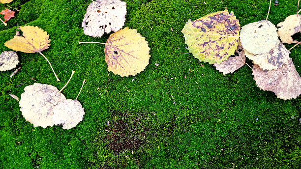 istock Fallen autumn leaves on the ground with moss and lichen. 2243225002