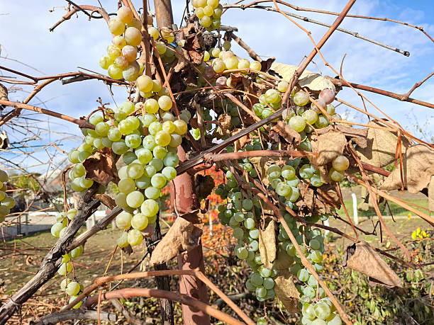 istock Bunches of white grapes in Romania 2243228117