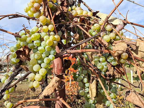 istock Bunches of white grapes in Romania 2243228160