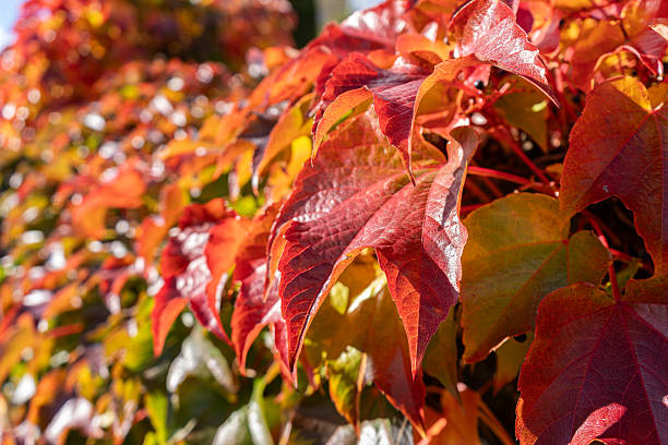 istock Autumn colorful leaves in the sun 2243228433