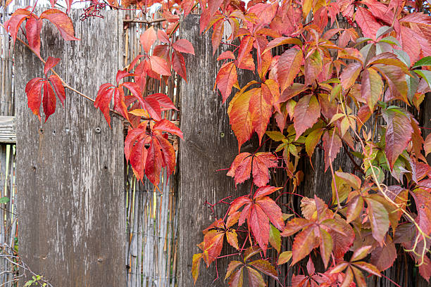 istock Red leaves on wood wall 2243228440