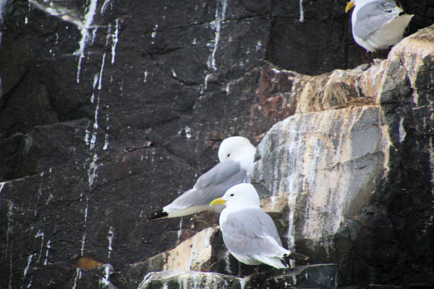 istock A view of a Kittiwake 2243228801