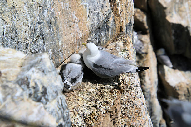 istock A view of a Kittiwake 2243228806