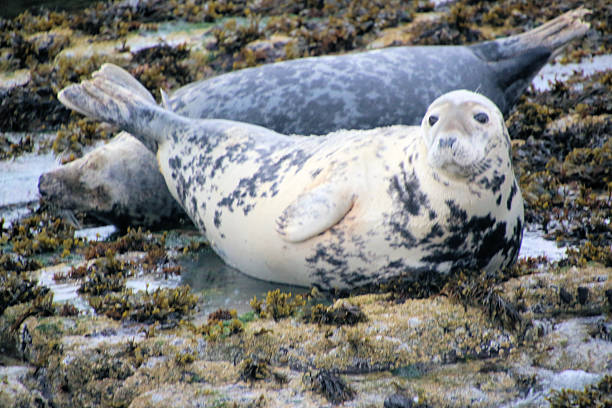 istock A view of a Grey Seal 2243229584