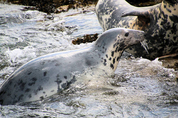 istock A view of a Grey Seal 2243229610