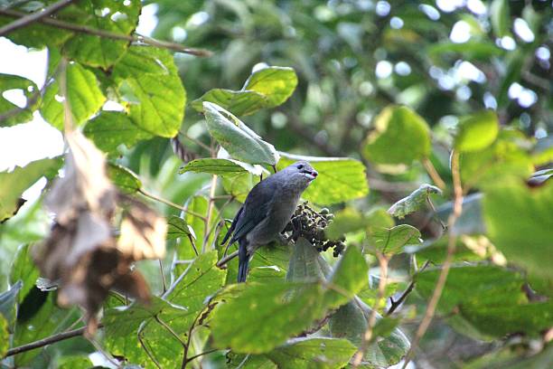 istock ave - gray tanager -Thaupis sayaca 2243229629