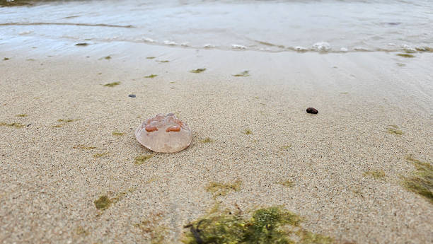 istock Jelly fish on the beach 2243231861