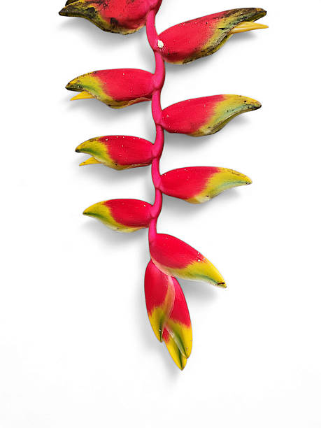 istock Heliconia rostrata also known as hanging lobster claw 2243232442