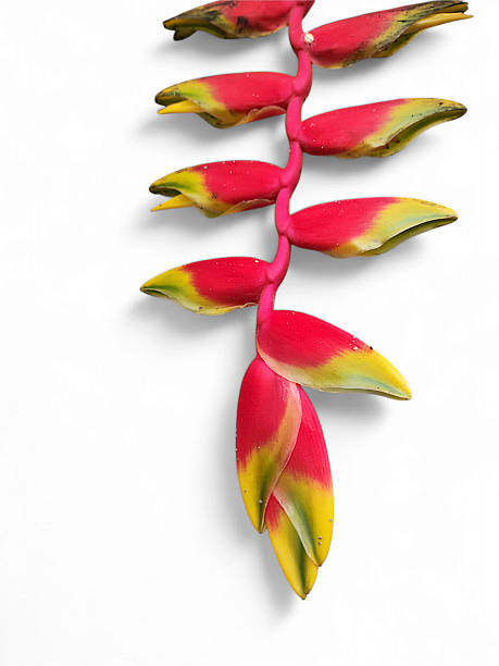 istock Heliconia rostrata also known as hanging lobster claw 2243232444