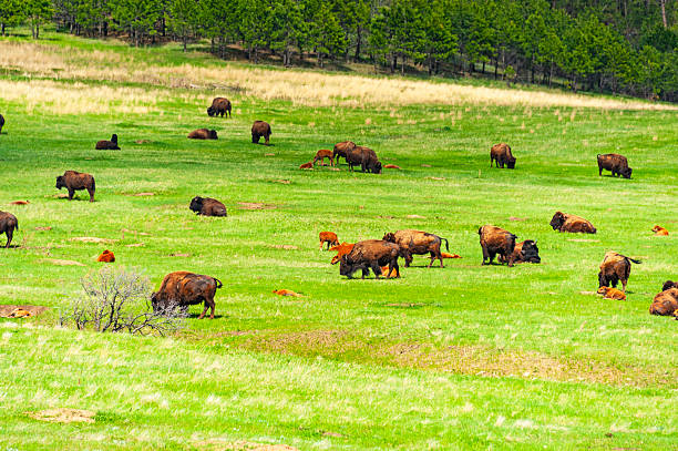 istock Wind Cave National Park, South Dakota 2243232457
