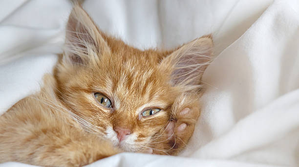 istock A cute ginger kitten wakes up under a soft blanket 2243232466