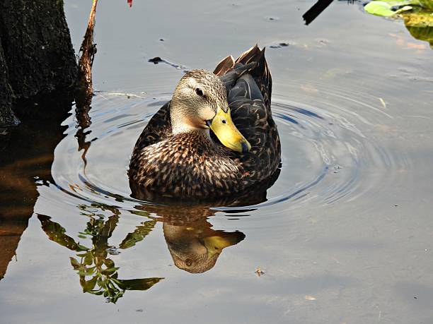 Mottled Duck - profile