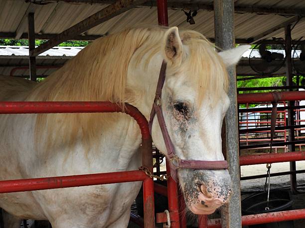 Horse - profile