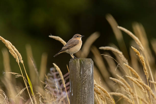 istock A northern wheatear in Finland 2243233919