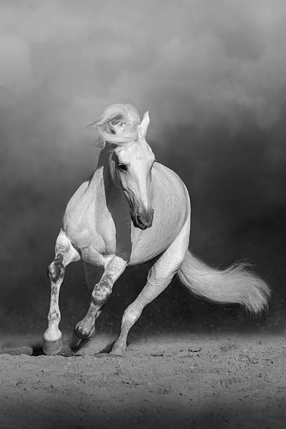 istock White andalusian stallion with long mane 2243236680