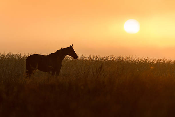istock Horse silhouette on sunset 2243236684