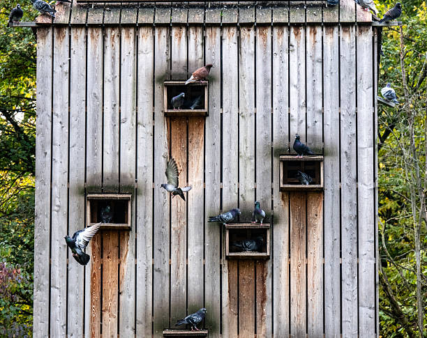 City pigeons flutter in and around a dovecote