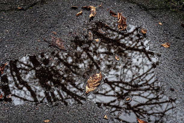 Autumn leaves lie in a puddle