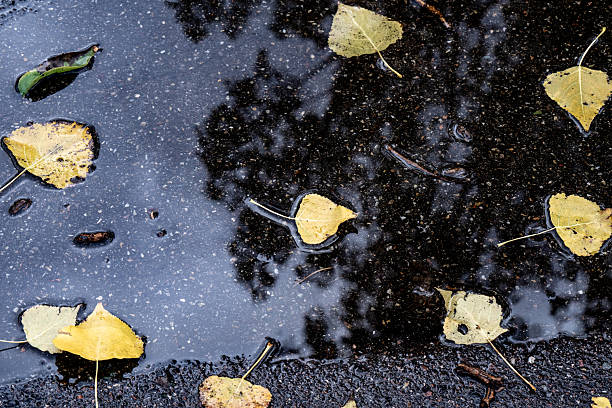 Autumn leaves lie in a puddle