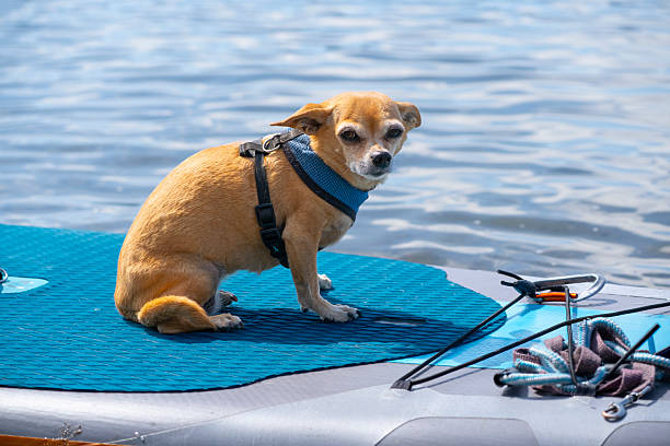 istock Small Dog Sitting on Paddleboard Over Calm Water 2243238860