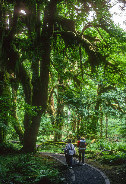 istock Olympic NP - Hoh Rainforest - Following the Curving Trail - 1989 2243241799