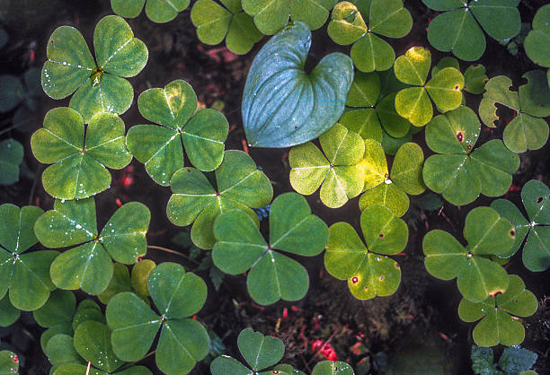 Olympic NP - Hoh Rainforest - Large Clover Leaves - 1989