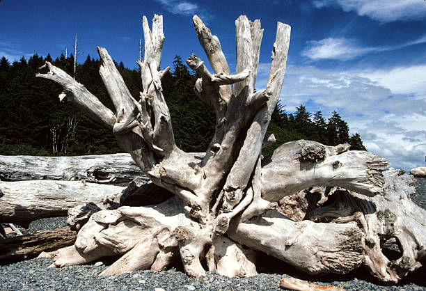 Olympic NP - Driftwood Stump - 1989