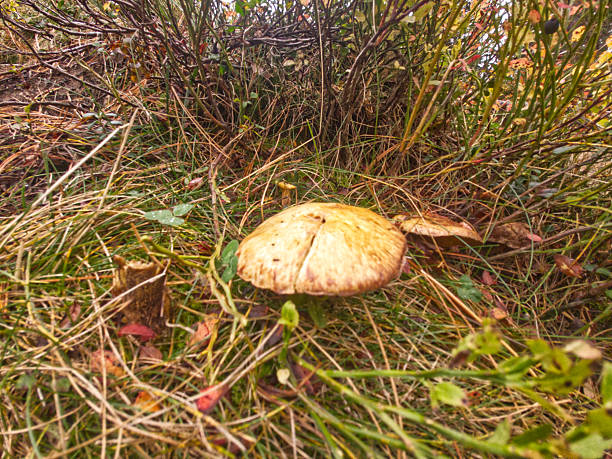 Mushrooms in the Dolomites region of Italy
