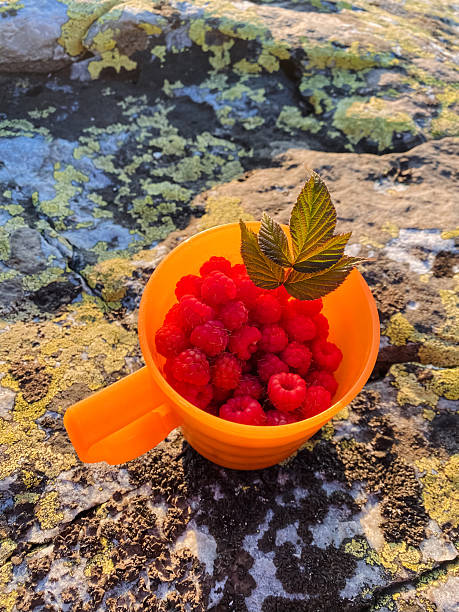 A beautifully colorful bowl filled with vibrant, juicy raspberries elegantly rests upon a rugged rock, creating a stunning visual contrast that captivates all who happen to see it