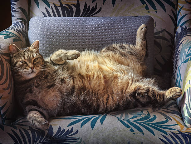 A fluffy, striped domestic tabby cat is captured lying on its back in a comfortable, relaxed posture on an armchair. This image perfectly conveys themes of leisure, comfort, pet ownership, cozy home life, and peaceful relaxation in the warm light of day.