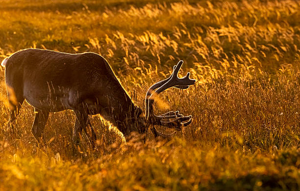 istock Woodland Caribou 2243247062