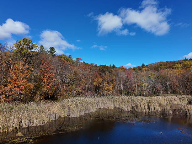 Cat tails along shoreline of wilderness lake, blue sky in autumn
