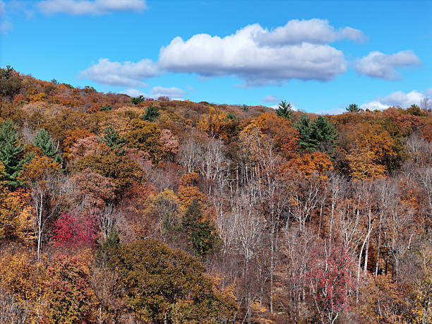 Beauty in nature aerial of autumn trees in forest.