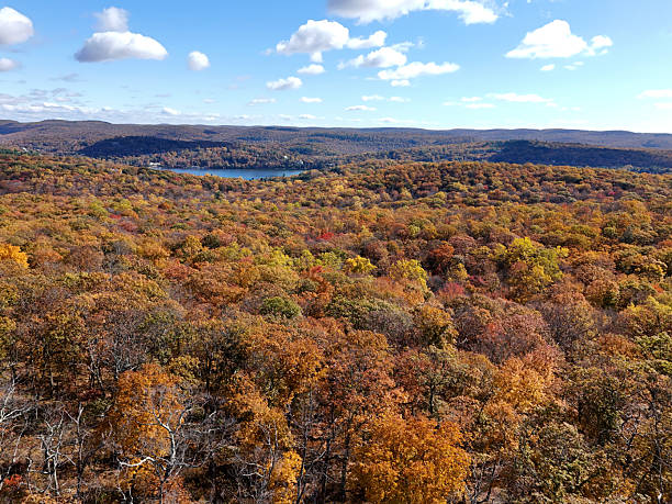 istock Forest in vibrant autumn colors 2243247731