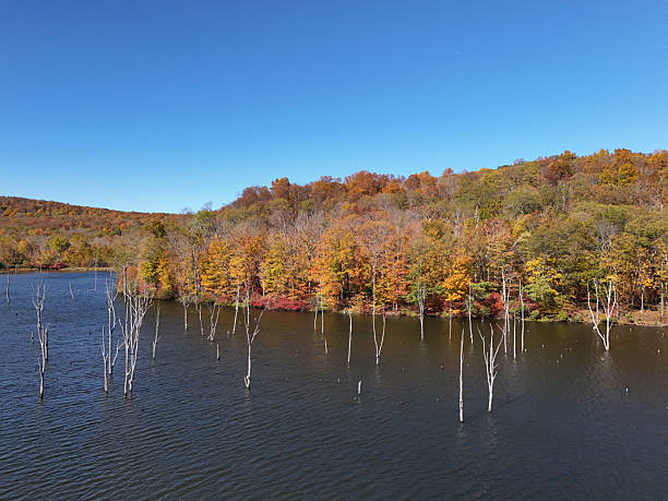 Beauty in nature aerial of autumn trees along lake in forest.
