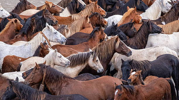 istock Herd of thoroughbred horses in the background 2243249255