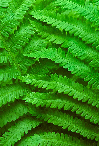A close-up, full frame studio shot of Cinnamon Fern fronds